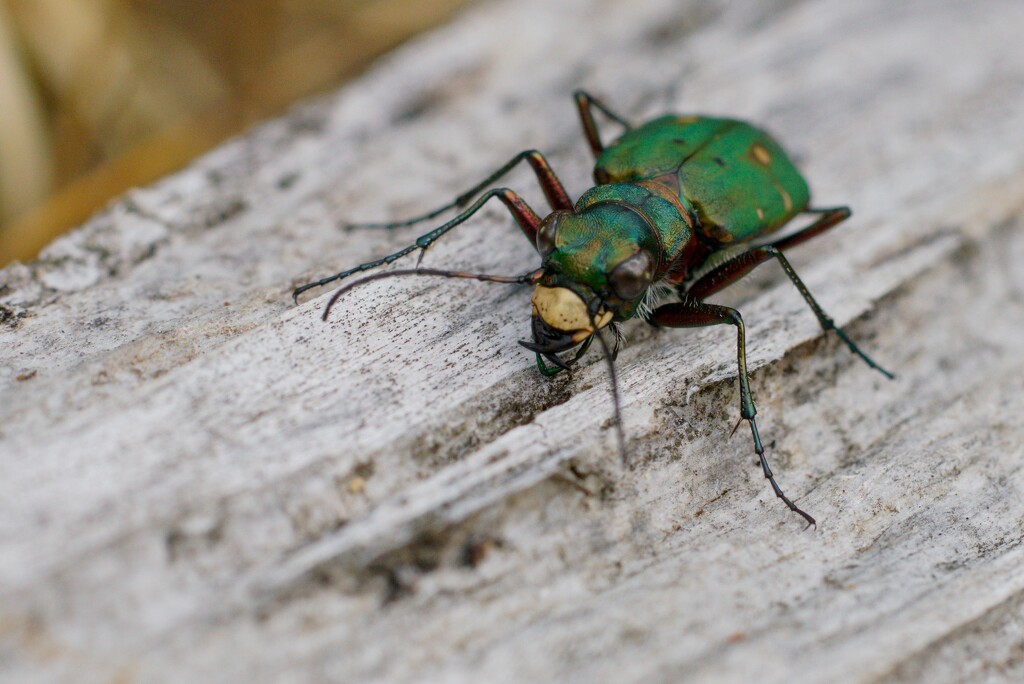 GREEN TIGER BEETLE AGAIN by markp