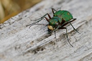 20th Aug 2024 - GREEN TIGER BEETLE AGAIN