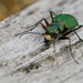 GREEN TIGER BEETLE AGAIN