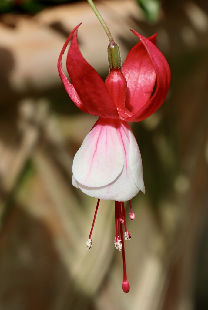 Pink Fuchsia by jeremyccc