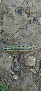 21st Aug 2024 - Caterpillar day