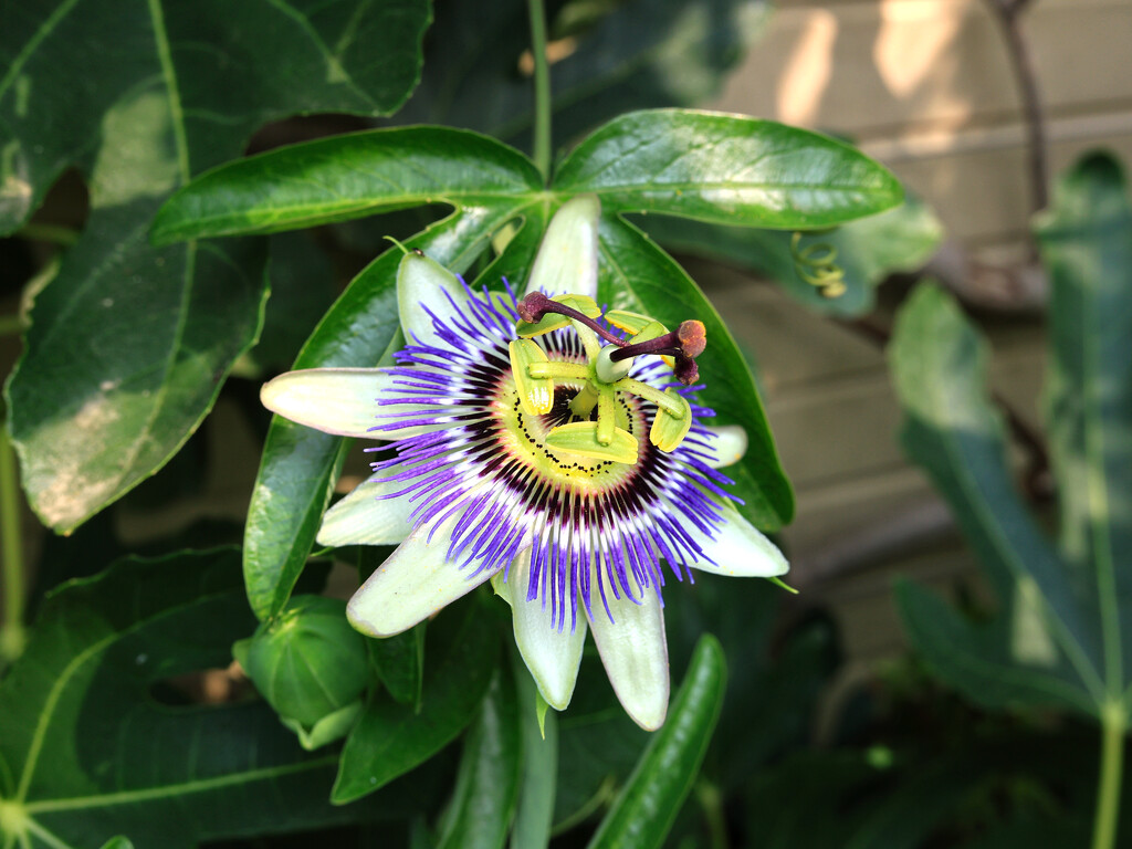 Passion Flower. by neil_ge