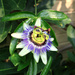 Passion Flower. by neil_ge