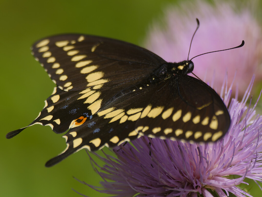 black swallowtail butterfly by rminer