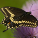 black swallowtail butterfly