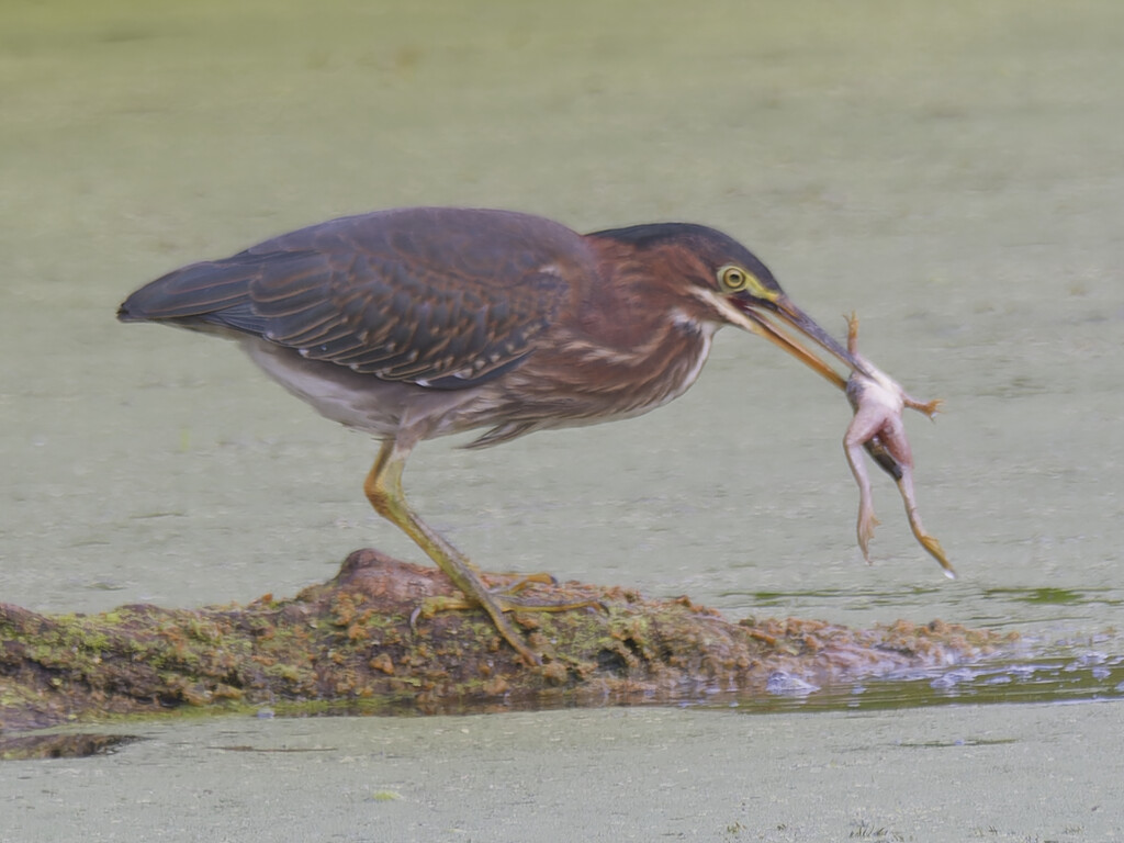 green heron and frog by rminer