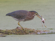 21st Aug 2024 - green heron and frog