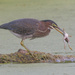 green heron and frog