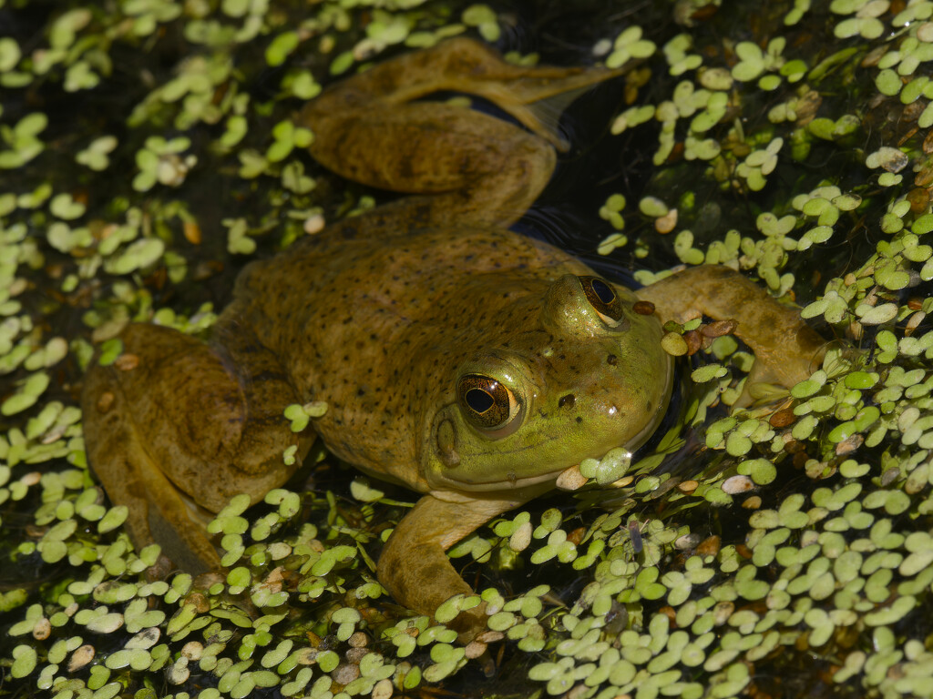 American bullfrog  by rminer