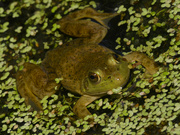 21st Aug 2024 - American bullfrog 