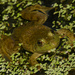 American bullfrog 