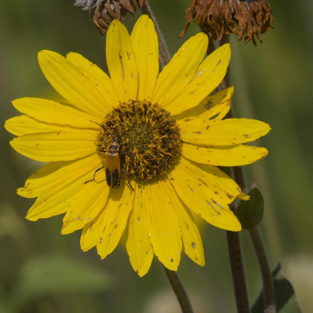 soldier beetle by rminer