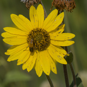 21st Aug 2024 - soldier beetle