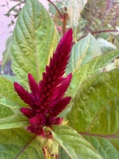 21st Aug 2024 - Celosia