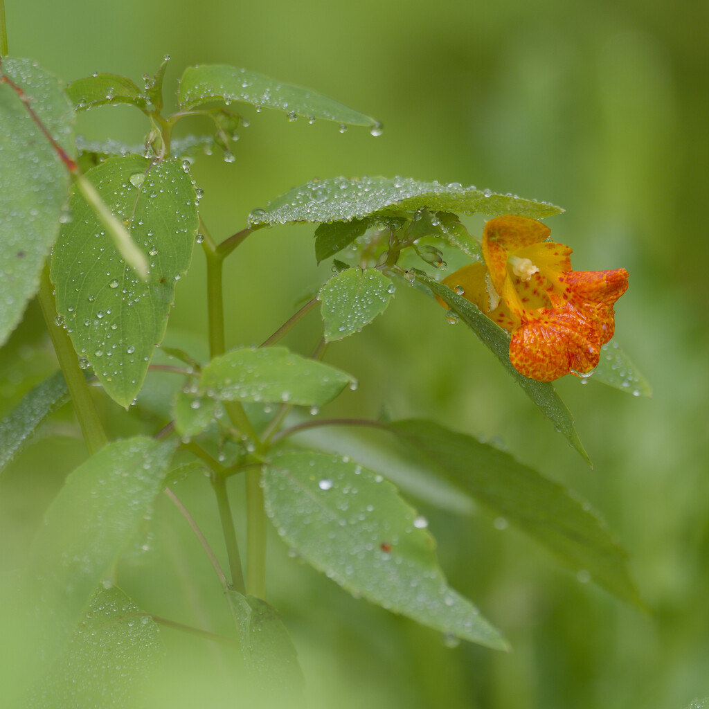 Jewelweed by rminer