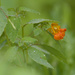 Jewelweed