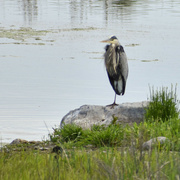 21st Aug 2024 - June 2022 Heron