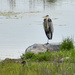 June 2022 Heron by bjywamer