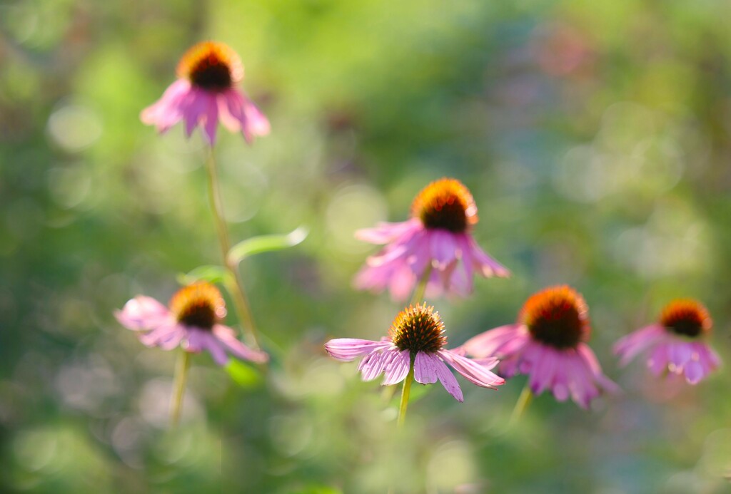 Floating in Bokeh by lynnz