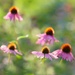 Floating in Bokeh by lynnz