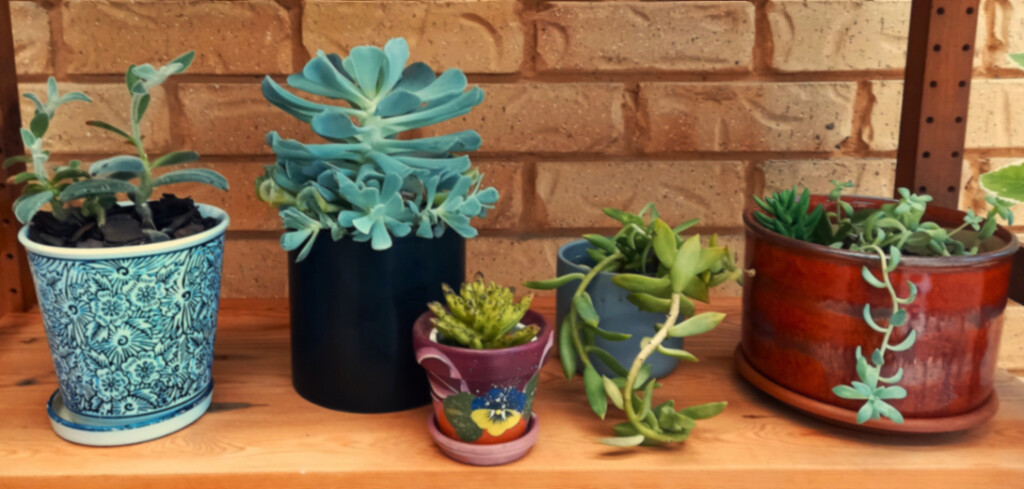 Succulents ~  by happysnaps