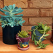 Succulents ~  by happysnaps