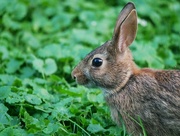 21st Aug 2024 - Bunny Smile