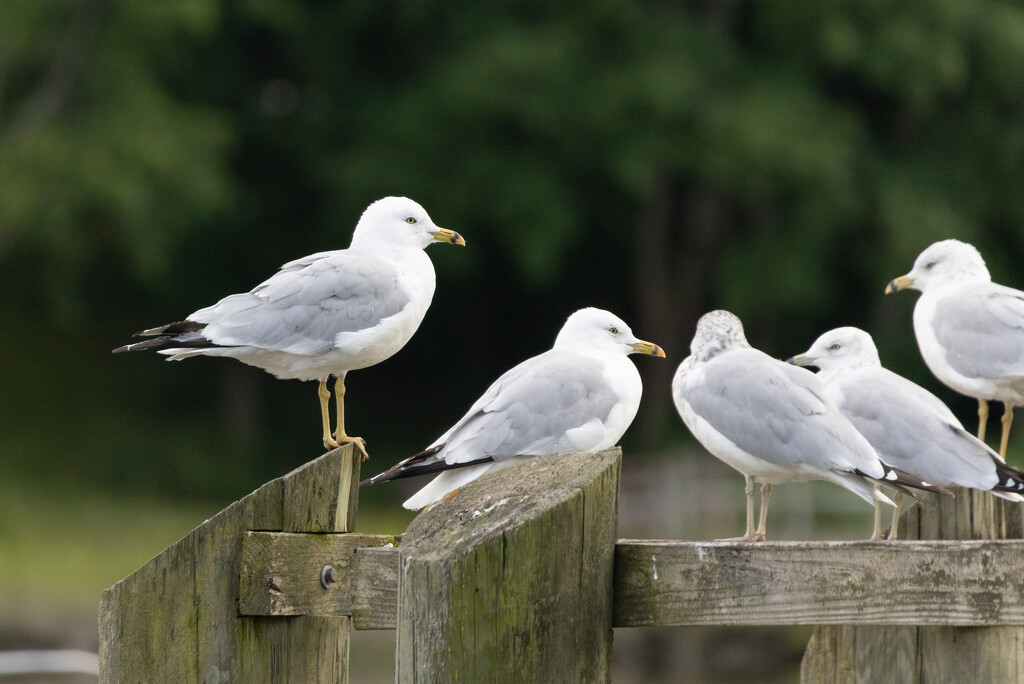 Seashore Seagulls by jpcaron