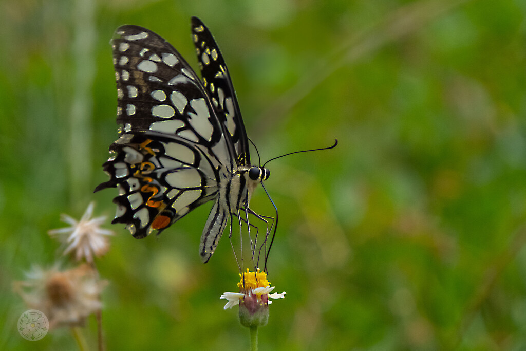 Lime Butterfly or Citrus Swallowtail? by lumpiniman