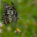 Lime Butterfly or Citrus Swallowtail?