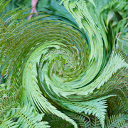 22nd Aug 2024 - Abstract 22 -Twirl