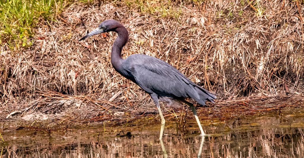 Little Blue Heron! by rickster549