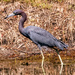 Little Blue Heron! by rickster549