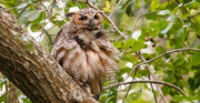 21st Aug 2024 - Great Horned Owl Juvenile!