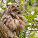 Great Horned Owl Juvenile! by rickster549