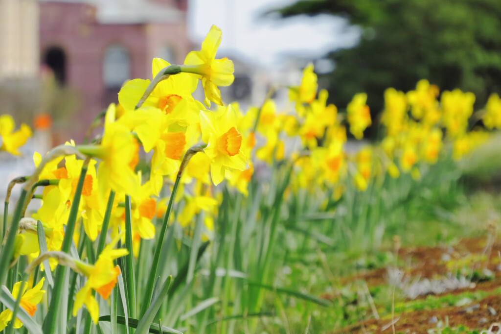 I saw  a host of daffodils by kali66