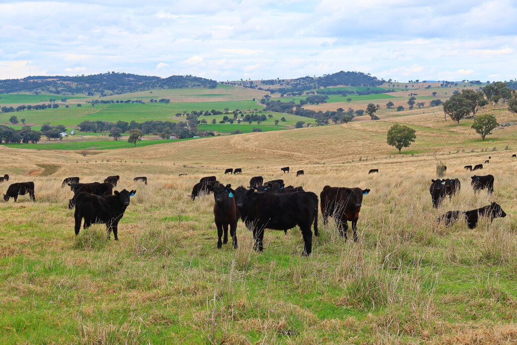 Cows with a view by leggzy