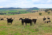 22nd Aug 2024 - Cows with a view