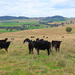 Cows with a view by leggzy