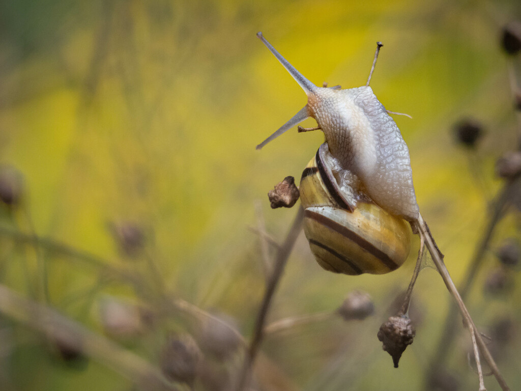 After the rain by haskar