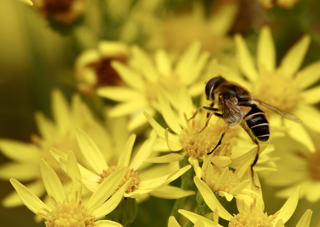 Hoverfly  by phil_sandford