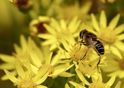 21st Aug 2024 - Hoverfly 