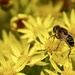 Hoverfly  by phil_sandford