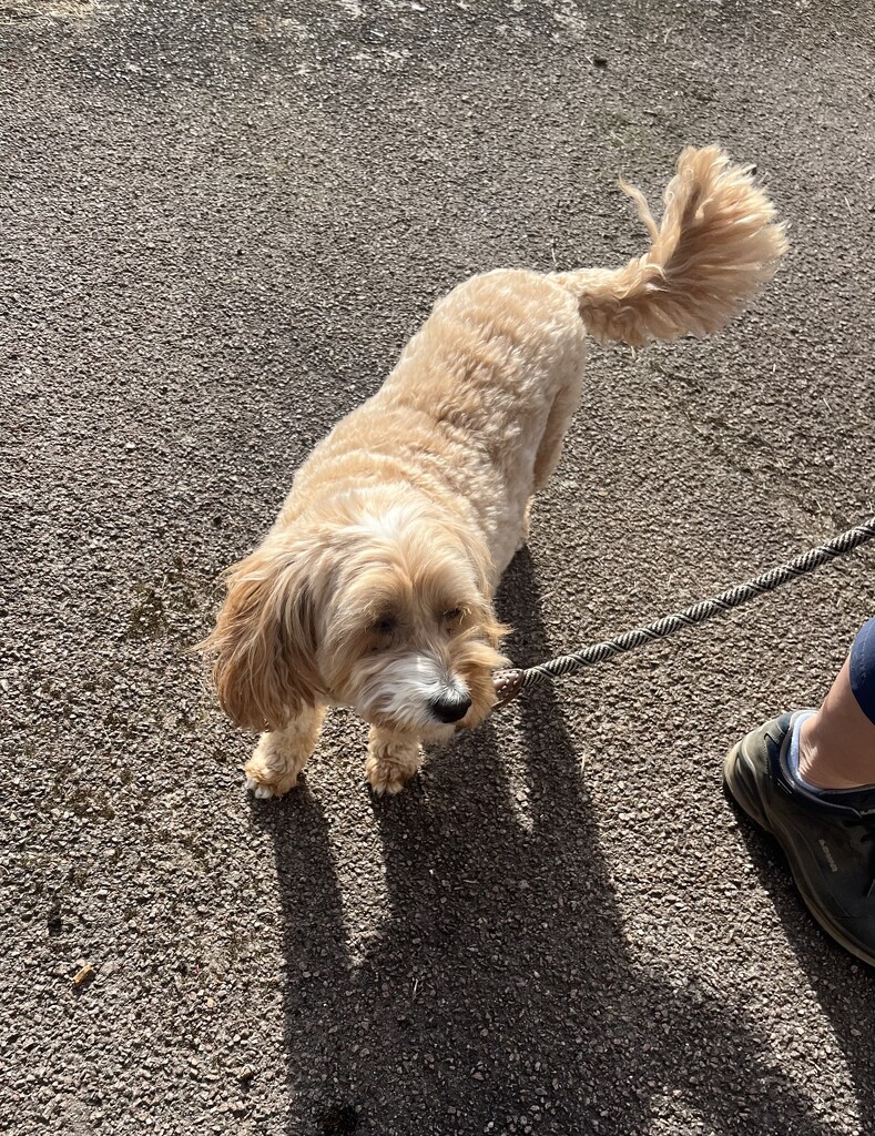 Rosie Walked with us Today by elainepenney