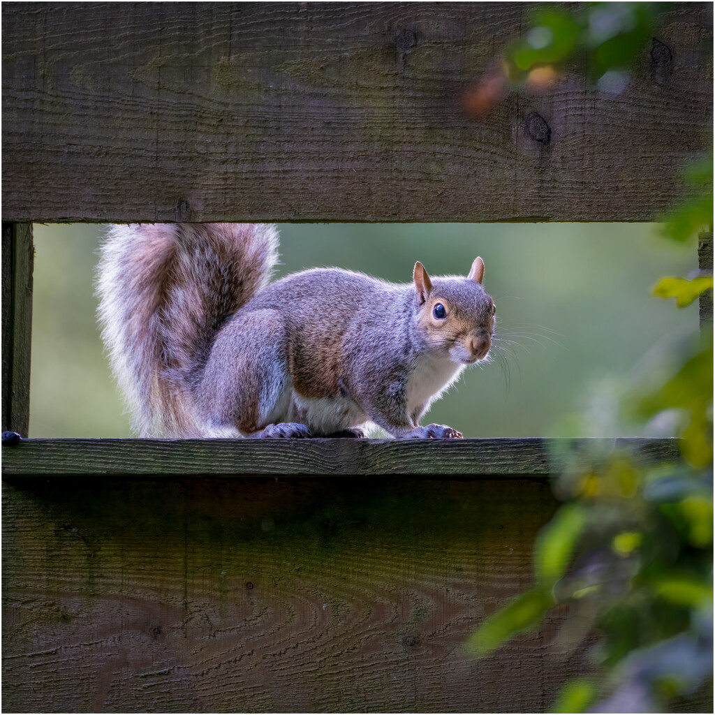 Grey squirrel in a hide by clifford