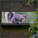 Grey squirrel in a hide by clifford