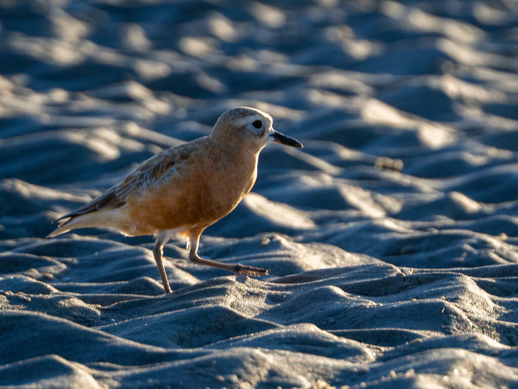 The NZ dotterel by christinav