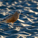 The NZ dotterel by christinav