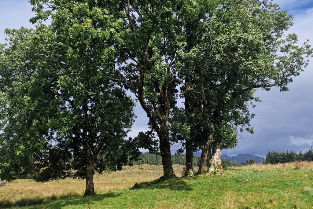 ash trees by christophercox