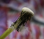 20th Aug 2024 - stages of being dandy